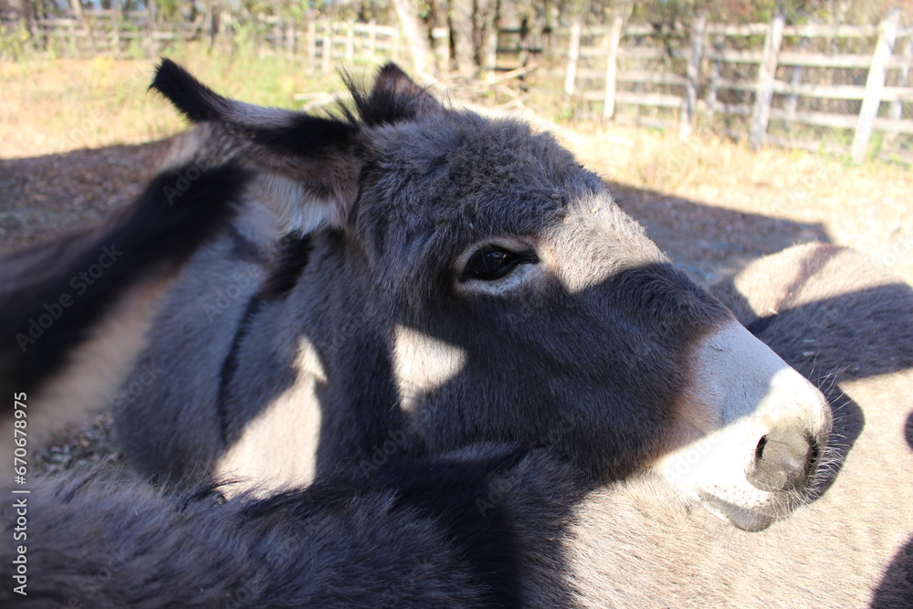 Fototapeta premium A black and white cow