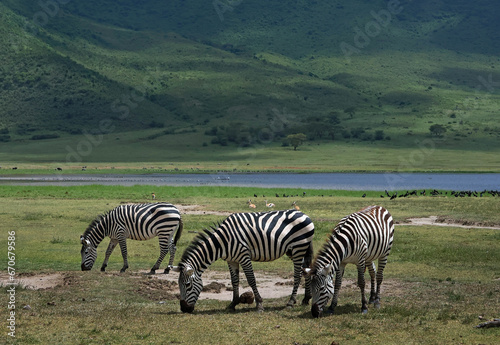 Herd of three zebras in lush green grass with a lake and a mountain in the background in Tanzania Africa