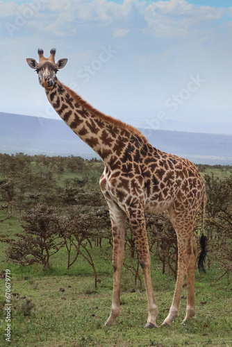 Single giraffe looking at the camera with small Acacia trees in the background.  Licking lips while eating.