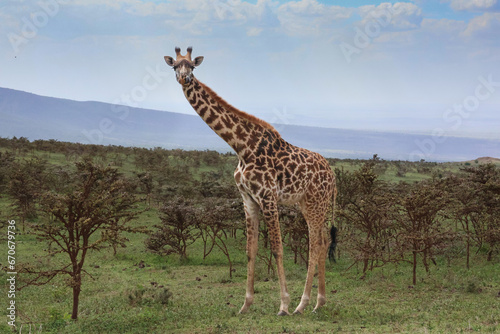 Single giraffe looking at the camera with small Acacia trees in the background. Licking lips while eating.