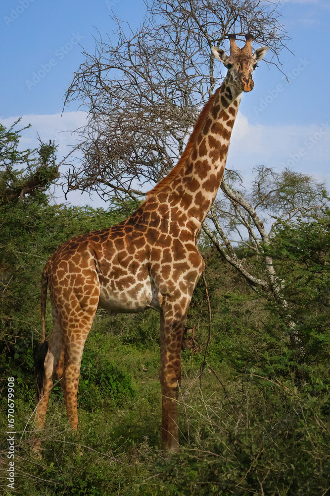 One tall majestic giraffe with sun shining on him in Serengeti, Tanzania East Africa. Standing, looking at the camera. Profile side view. One tall majestic giraffe with sun shining on him in Serengeti, Tanzania East Africa. Standing, looking at the camera. Profile side view.
