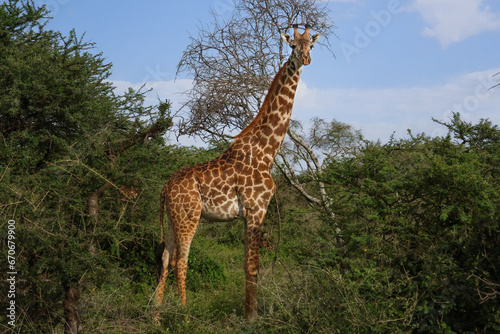 One tall majestic giraffe with sun shining on him in Serengeti  Tanzania East Africa.  Standing  looking at the camera.  Profile side view.