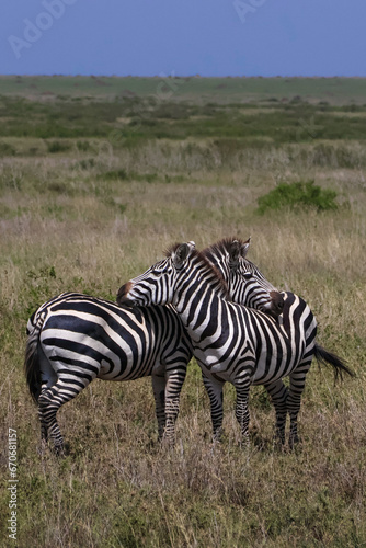 Two zebras standing and leaning against each other for support in grass field 