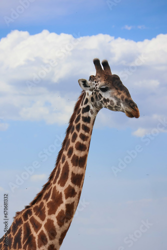 Looking up at giraffe neck and head with blue sky and clouds in the background. Photo take in Serengeti Tanzania Africa on Safari