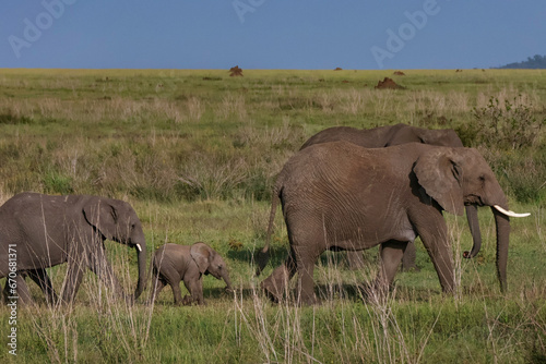 Young elephant calf with family walking in grass with blue sky background in Tanzania Africa