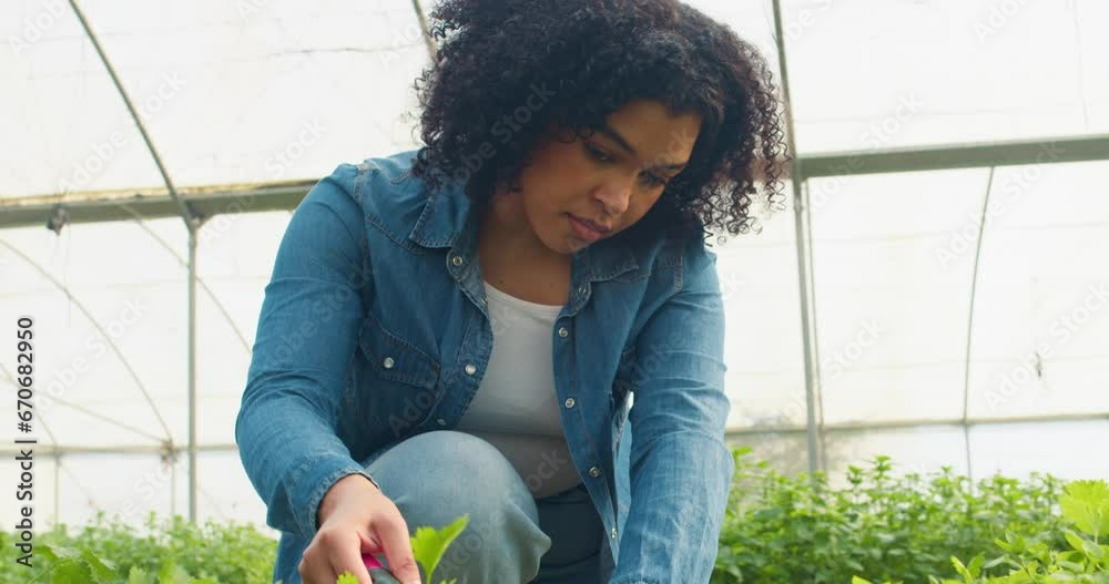Close up of woman farmer digging in greenhouse tunnels, organic herbs