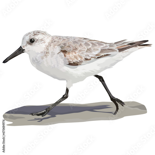 Vector design of Sanderling running on the beach