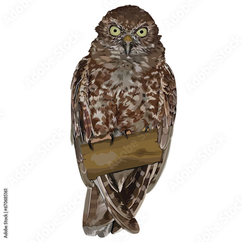 Vector illustration of Shouthern Boobook perched on a branch photo