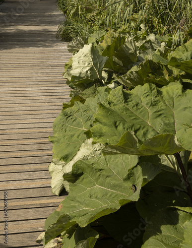 Astilboides tabularis en bord de terrasse en bois photo