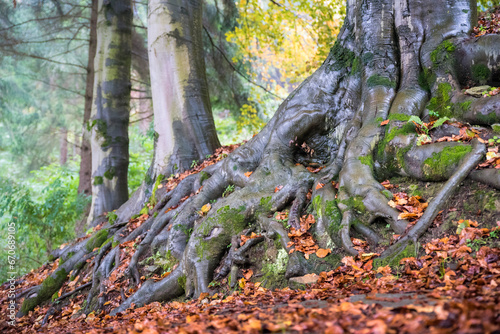 Paesaggi autunnali, radici enormi nel bosco