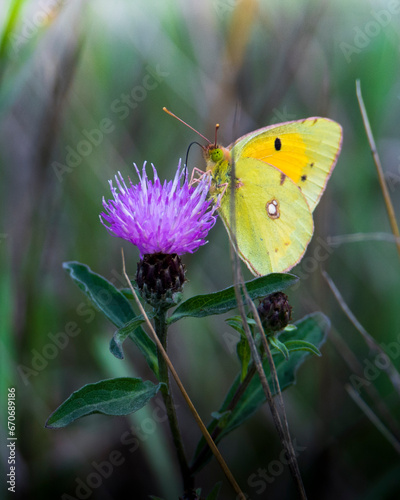 Farfalle colorate in autunno