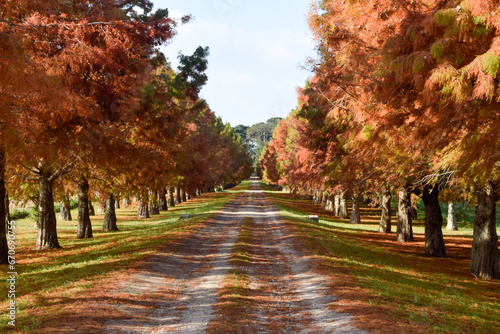 camino entre pinos en otoño