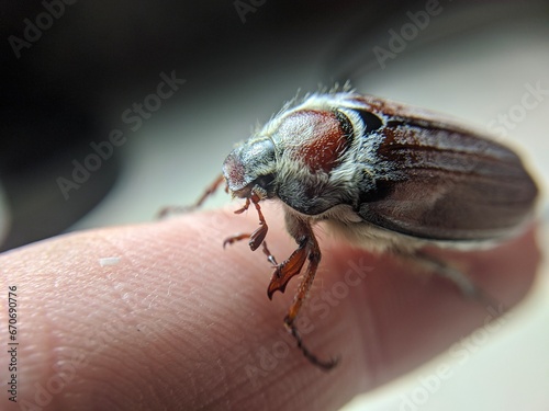 Close Encounter with a Cockchafer Beetle