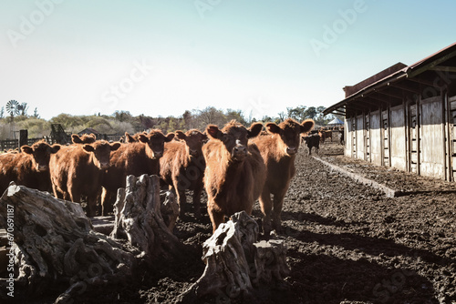 grupo de vacas en corral  photo