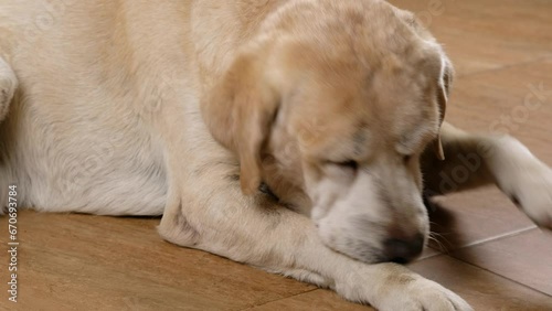 Swollen from allergies old sick  fawn labrador retriever dog licks himself and itches. Animal diseases.