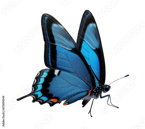 blue swallowtail butterfly on transparent background, white background png photo