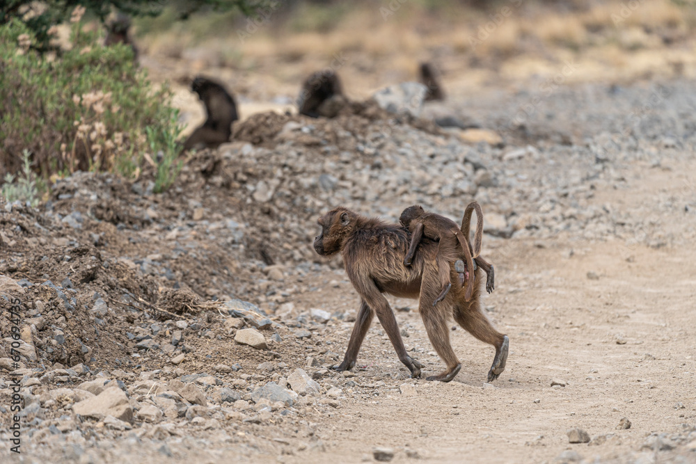 Group of Gelada monkeys (Theropithecus gelada) in Simien mountains, Ethiopia