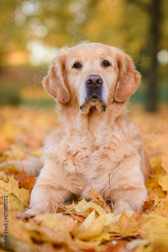 dog golden retriever red labrador in the autumn park walks for a walk