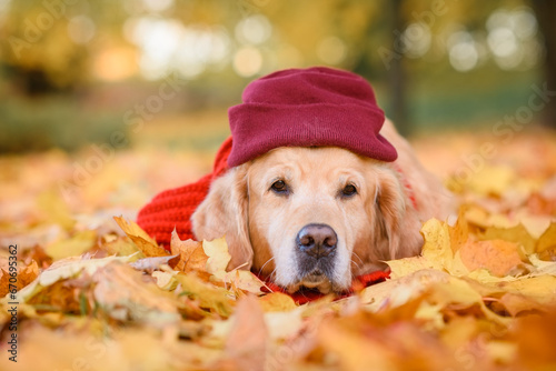 close-up portrait of noses dog golden retriever red labrador in a red scarf in an autumn park against a background of yellow and red leaves walking for a walk