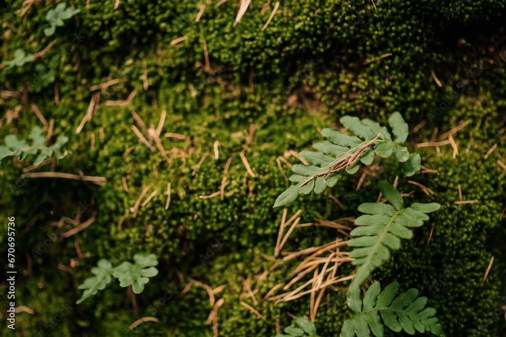 leaves of a young fern on a rock covered with moss, selective focus, free space for background or advertising of natural products or cosmetics, admiration of autumn nature and travel leaves of a young fern on a rock covered with moss, selective focus, free space for background or advertising of natural products or cosmetics, admiration of autumn nature and travel