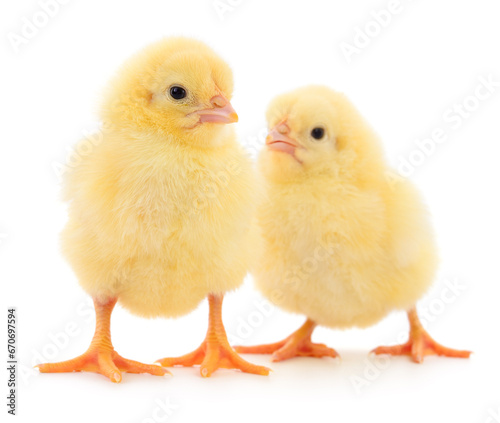 Two yellow chickens.