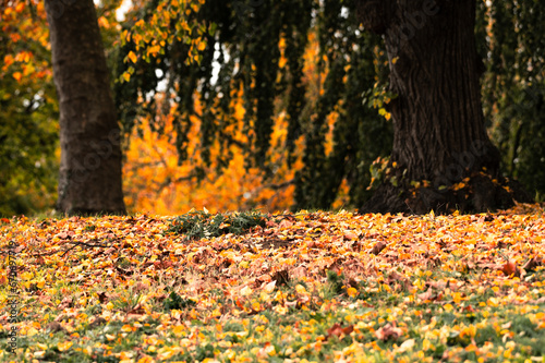 Gelb gefärbtes Herbstlaub und Bäume