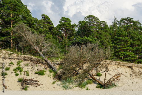 Pine trees felled by erosion on the sandy coast of the Baltic Sea, uprooted trees lying on sand