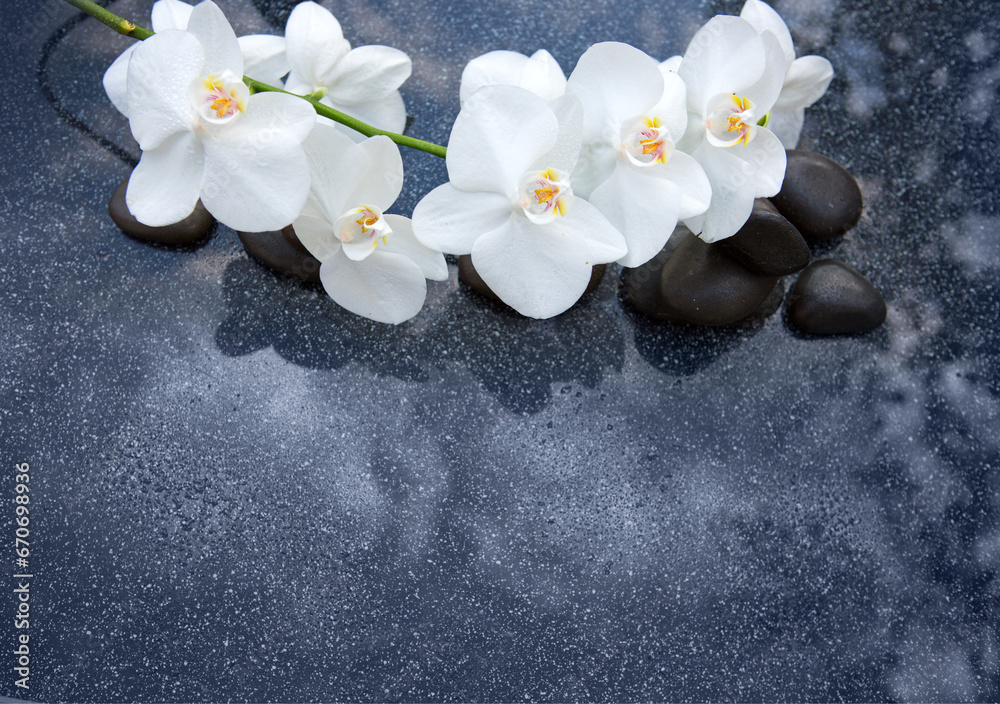 White orchid flower on a gray background, space for a text . White orchid flower on a gray background, space for a text .