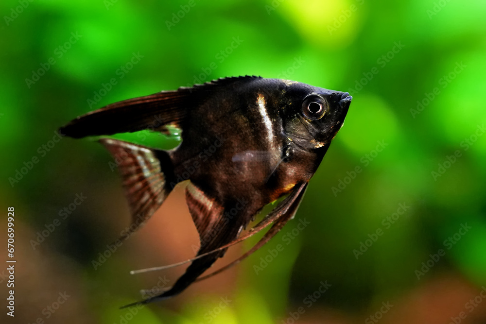 Obraz premium Pterophyllum scalare, angelfish black scalar freshwater aquatic animal realistic photo. Aquarium fish, angelfish black color
