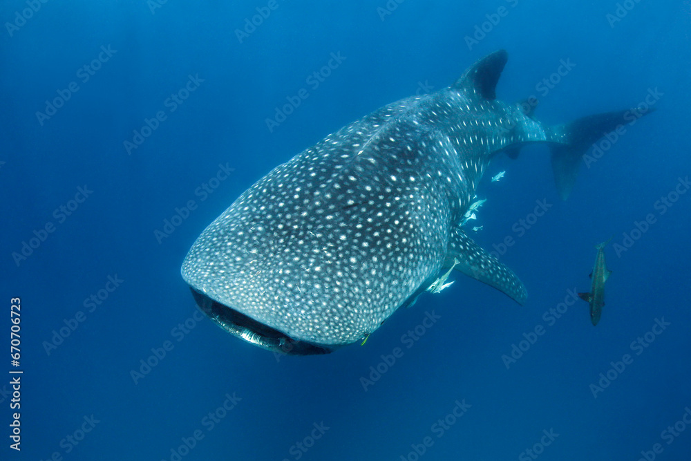 Ταπετσαρία Whale Shark (Rhincodon typus) Approaching in the Blue