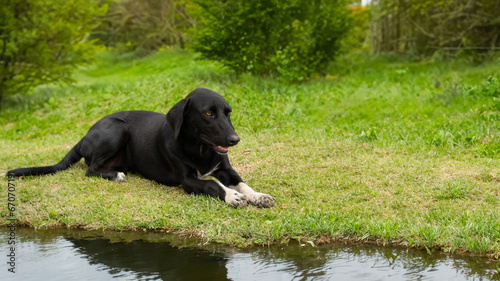 Peaceful Black Dog with White Paws Resting by the Calm Water's Edge, Surrounded by a Vibrant Green Meadow and Dense Trees