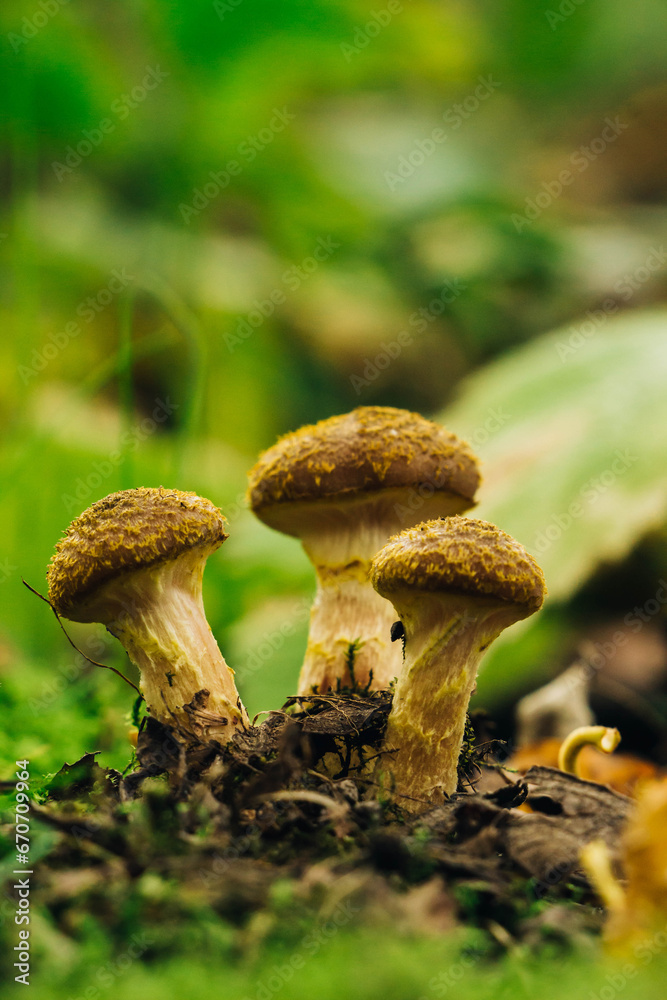 Macro photo of mushrooms in the forest on a green background with space for text Macro photo of mushrooms in the forest on a green background with space for text