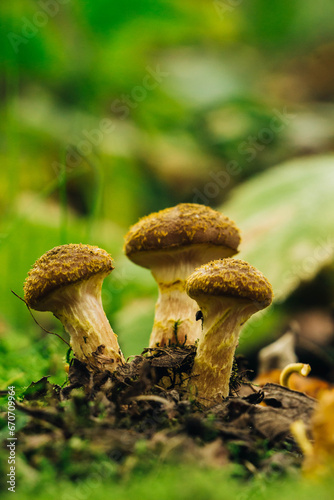 Macro photo of mushrooms in the forest on a green background with space for text