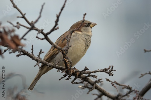 Hourse sparrow sitting on the branch photo
