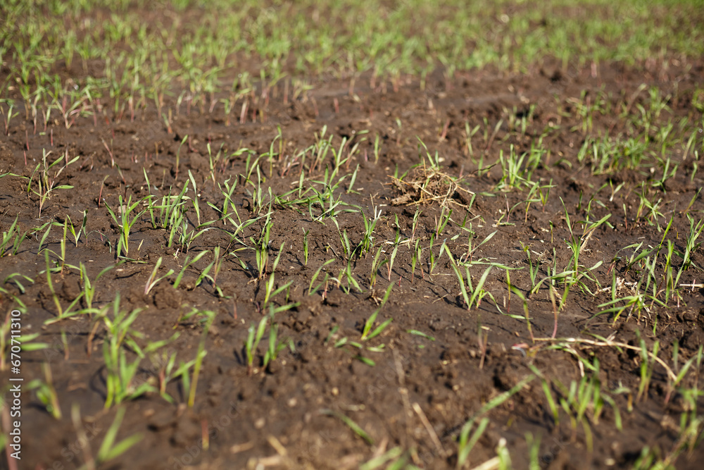 Field of green winter wheat Field of green winter wheat