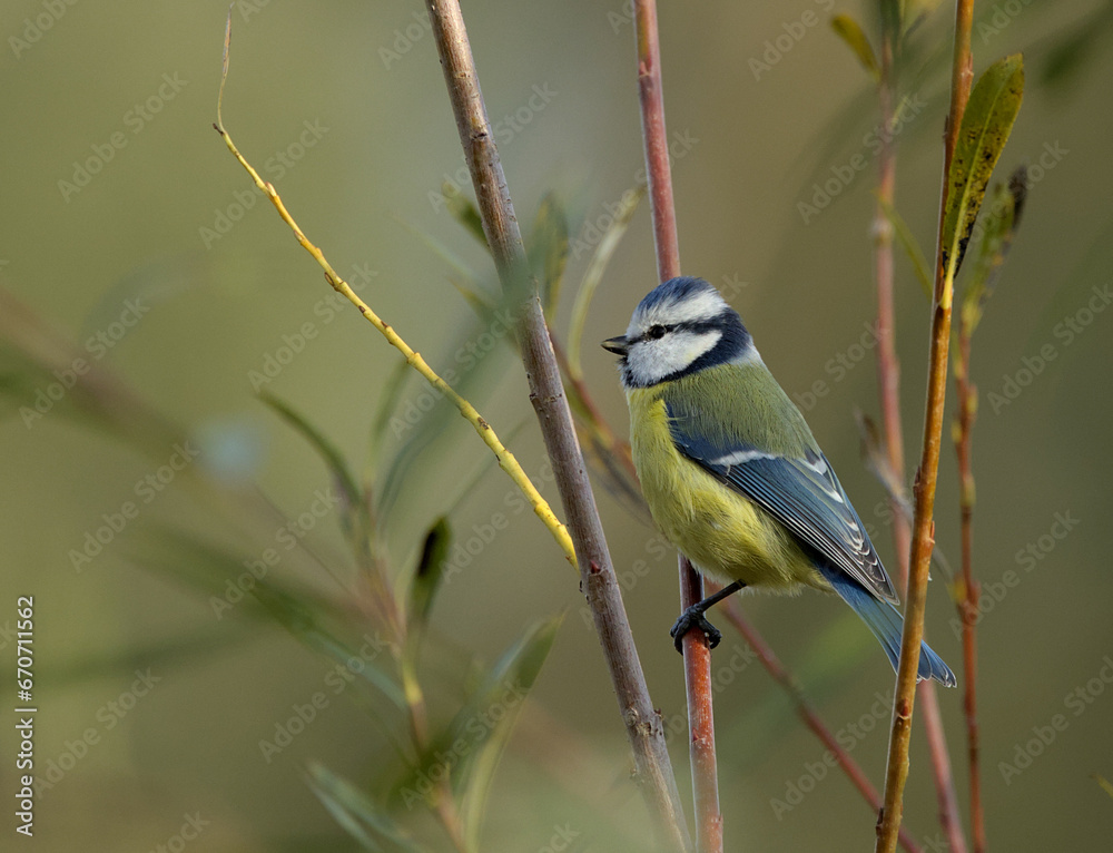 Fototapeta premium Blue Tit on the branch