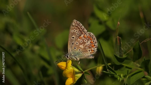 An Adonis blue (Lysandra bellargus also known as Polyommatus bellargus). photo