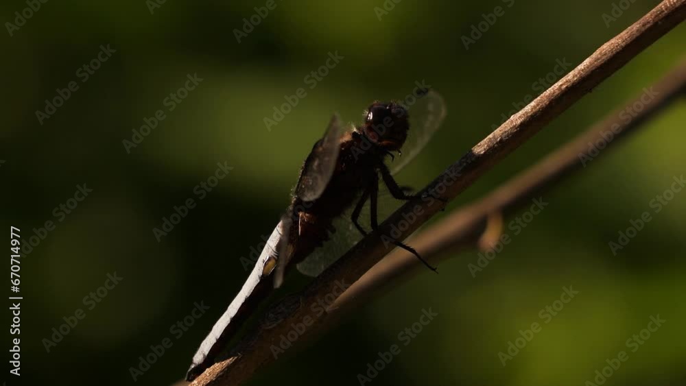 A male Libellula depressa the broad-bodied chaser or broad-bodied darter warming itself in the morning light A male Libellula depressa the broad-bodied chaser or broad-bodied darter warming itself in the morning light