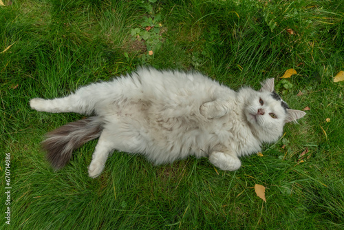 White big male cat on green grass in garden in autumn day © luzkovyvagon.cz