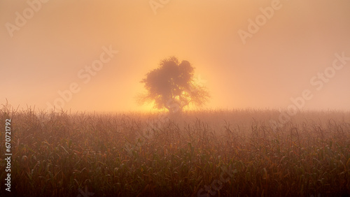 The sun rises behind a tree in a maize field and makes the mist glow on an autumn morning