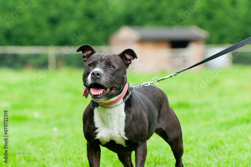 Close up shot of Staffordshire bull terrier standing on lead whilst out for exercise, a strong powerful dog capable of causing great harm if not trained properly .