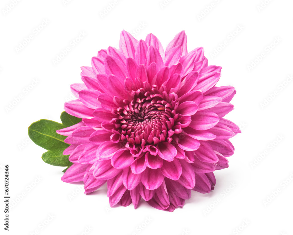 Pink chrysanthemum flowers isolated on white
Pink chrysanthemum flowers isolated on white