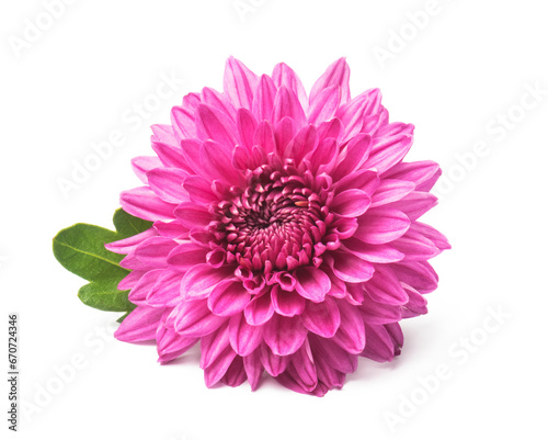 Pink  chrysanthemum flowers isolated on white 