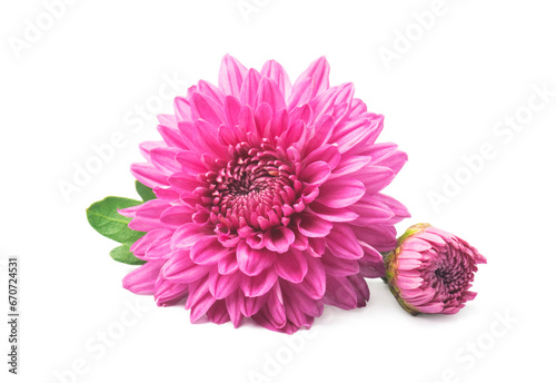 Fototapeta Naklejka Na Ścianę i Meble -  Pink  chrysanthemum flowers isolated on white
