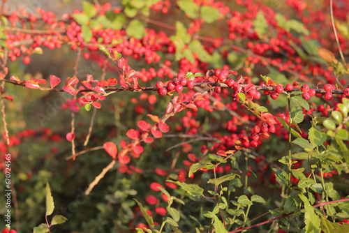 Bright red berries on the branches of a bush, close-up. Autumn. Bright red berries of bearberry cotoneaster with green leaves. Cotoneaster dammeri