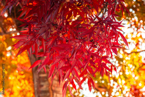Autumn leaves - a splash of colour
