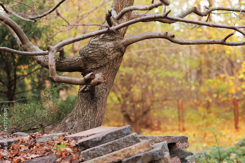 Tree with twisted branches in the park, close-up of the trunk. Nature. Autumn background with tree in the foreground
