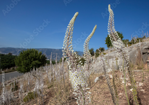 Drimia maritima, Sea onion, Sea Sage blooming in Antalya region, Turkey