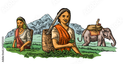 Female tea pickers harvesting leaves on plantation and rider on elephant. Vector vintage engrave