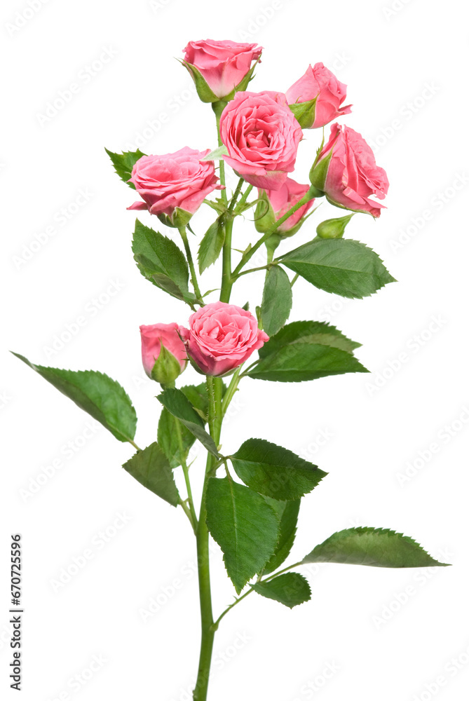 Obraz premium Red rose